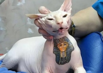 Tatuar ou furar animais agora é crime: nova lei protege cães e gatos
