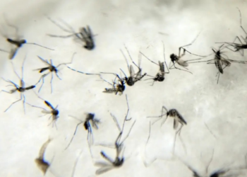 A OMS alertou para o risco iminente de uma epidemia global de chikungunya. O vírus já circula em 119 países e ameaça cerca de 5,6 bilhões de pessoas. Ações imediatas são fundamentais.