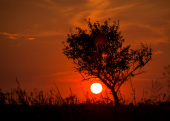 Temperaturas acima de 40 °C causam mortes na Espanha, França e Itália; calor recorde também afeta produção agrícola e sistemas de transporte