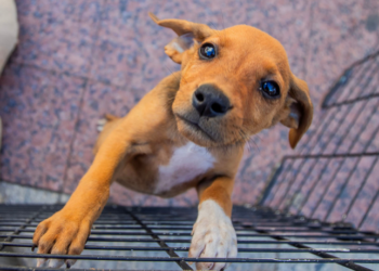 Feira de Adoção de Animais acontece neste sábado (5) no Shopping Plaza Macaé com cães e gatos disponíveis para adoção. Evento promove guarda responsável e oferece orientação gratuita.