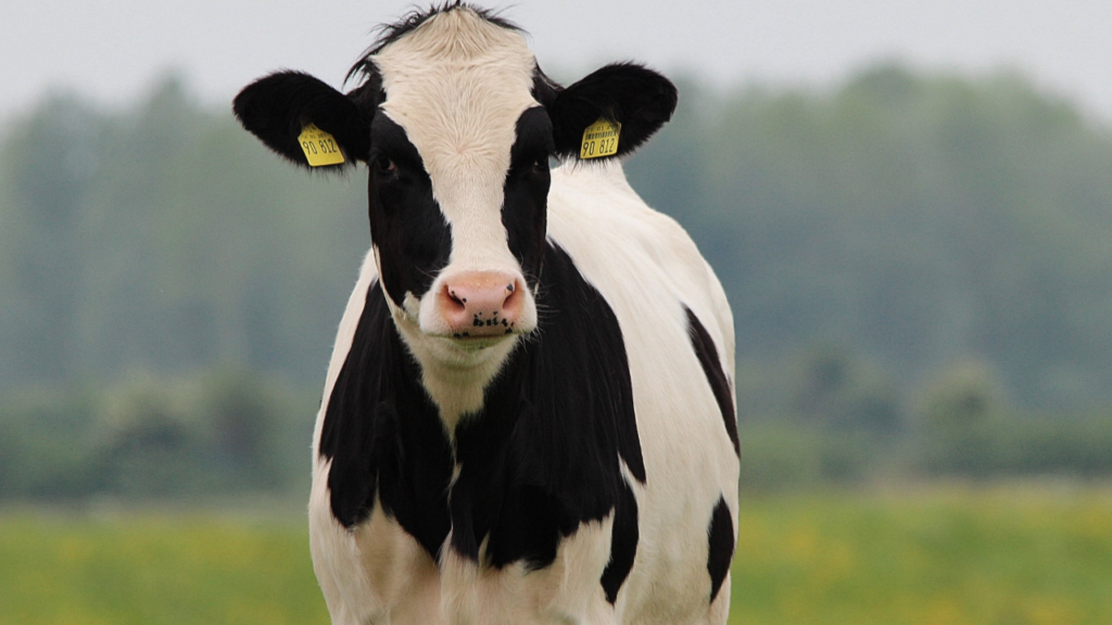Preço da carne bovina nos EUA em níveis sem precedentes, com projeção de alta prolongada. Veja consequências para consumidores e exportadores.