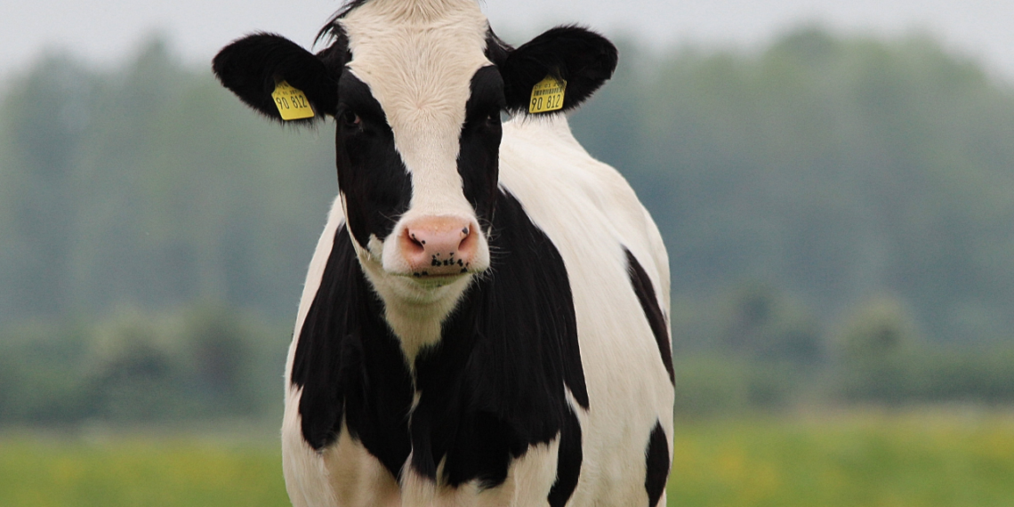 Preço da carne bovina nos EUA em níveis sem precedentes, com projeção de alta prolongada. Veja consequências para consumidores e exportadores.