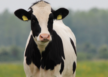 Preço da carne bovina nos EUA em níveis sem precedentes, com projeção de alta prolongada. Veja consequências para consumidores e exportadores.