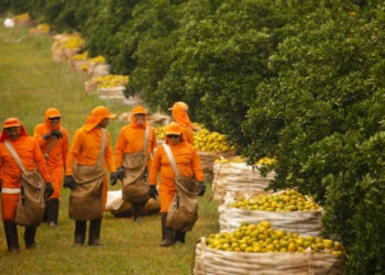 colheita de laranja produção de laranja no brasil