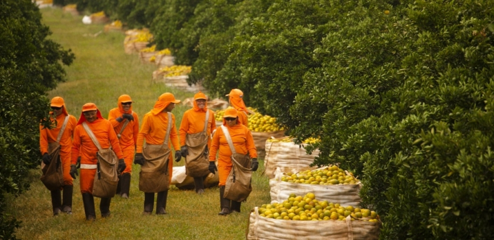 colheita de laranja produção de laranja no brasil
