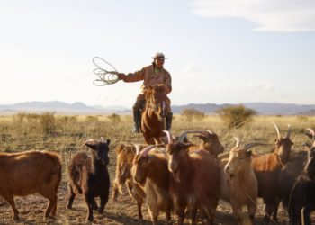 Ministério da Agricultura suspende dois lotes da vacina Excell 10, da Dechra Brasil, após notificações de mortes de ovinos, caprinos e bovinos.