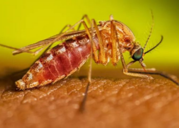 Cinco mortes e mais de 10 mil casos de febre oropouche foram confirmados no Brasil em 2025. Rio de Janeiro e Espírito Santo concentram maiores registros