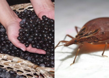 Açaí será proibido durante a COP30 em Belém devido ao risco de transmissão da Doença de Chagas. Entenda como ocorre a contaminação e quais cuidados tornam o alimento seguro.