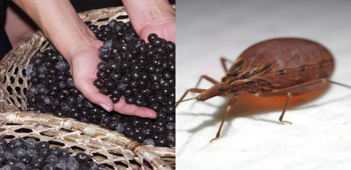 Açaí será proibido durante a COP30 em Belém devido ao risco de transmissão da Doença de Chagas. Entenda como ocorre a contaminação e quais cuidados tornam o alimento seguro.