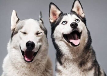 Um estudo pioneiro da Universidade de Milão usa IA para analisar sons de animais e detectar emoções como estresse e bem-estar. Entenda como a tecnologia funciona, suas aplicações práticas e os desafios éticos envolvidos.
