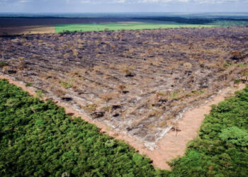 Cade suspende moratória da soja e abre debate sobre impacto ambiental e riscos à imagem do agro brasileiro no exterior.