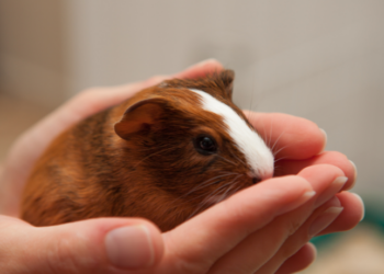 Zoológico de Aalborg pede porquinhos-da-índia, coelhos, galinhas e cavalos pequenos para alimentar linces-europeus, gerando críticas por considerar prática degradante e desrespeitosa.