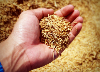 O IBGE divulgou a safra 2024: produção de grãos caiu 7,5% e valor agrícola recuou 3,9%. Mato Grosso lidera, mas perde 21,3% em valor. Algodão bate recorde de 8,5 milhões de toneladas.
