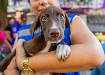 Neste sábado, o Shopping Plaza Macaé sedia uma feira de adoção de cães e gatos. Encontre seu pet ideal, já microchipado, vacinado e vermifugado, e contribua para a posse responsável de animais na cidade.