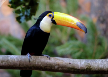 Pesquisa revela que entre 1950 e 2020 até 38% das aves tropicais desapareceram na América Latina. Aquecimento global, destruição de habitats e tráfico de animais estão entre as principais causas.