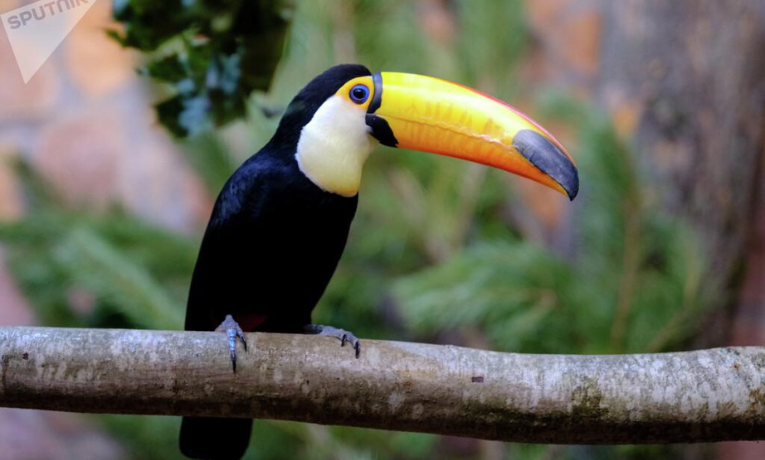 Pesquisa revela que entre 1950 e 2020 até 38% das aves tropicais desapareceram na América Latina. Aquecimento global, destruição de habitats e tráfico de animais estão entre as principais causas.