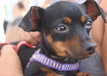 O Rio de Janeiro promove neste sábado (27) o Dia D de vacinação antirrábica animal. Serão 2,5 milhões de doses distribuídas em 92 municípios para cães e gatos a partir de três meses de idade.