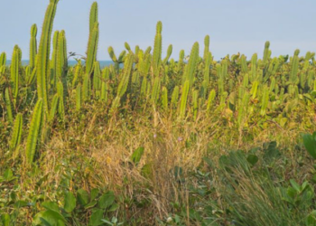A SEMAS de Macaé esclarece informações falsas sobre o projeto de restauração ambiental e detalha os critérios para remoção de árvores, priorizando a saúde da restinga e a segurança da população. Saiba mais!
