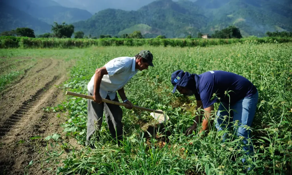 Banco oferecerá financiamento com até nove anos de prazo e um de carência para agricultores e cooperativas.