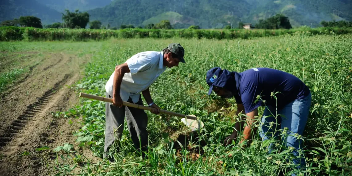 Banco oferecerá financiamento com até nove anos de prazo e um de carência para agricultores e cooperativas.