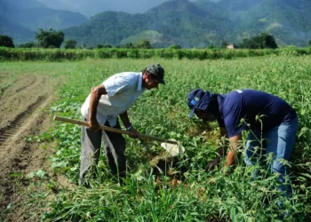 Banco oferecerá financiamento com até nove anos de prazo e um de carência para agricultores e cooperativas.