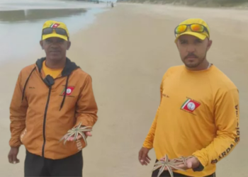 Guarda Ambiental de Cabo Frio resgata tartarugas, aves e saruês em ações de fiscalização