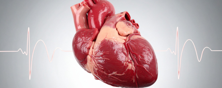 Pesquisa com mais de 9 milhões de adultos mostra que quase todos os casos de doenças cardiovasculares graves estão ligados a hipertensão, colesterol alto, glicose elevada e tabagismo.