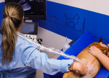 Novo hospital veterinário municipal do Rio é inaugurado em Irajá com serviços gratuitos para pets, incluindo exames, cirurgias e microchipagem. Unidade é a terceira da cidade.