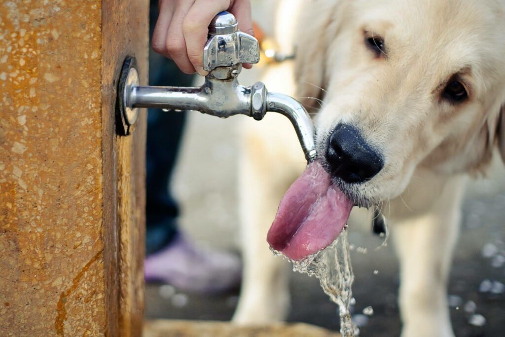 Rio de Janeiro sanciona lei que cria pontos de hidratação animal em praças e áreas públicas, com regras de manutenção e funcionamento