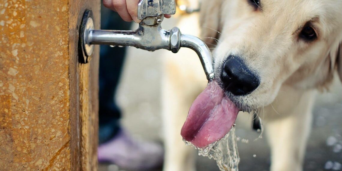Rio de Janeiro sanciona lei que cria pontos de hidratação animal em praças e áreas públicas, com regras de manutenção e funcionamento