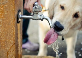 Rio de Janeiro sanciona lei que cria pontos de hidratação animal em praças e áreas públicas, com regras de manutenção e funcionamento