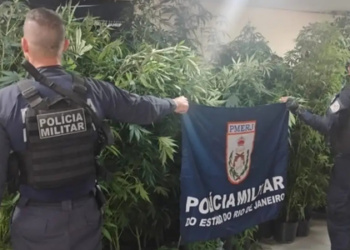 Estufa de maconha vira “árvore de Natal” nas redes durante Operação Barricada Zero em São Gonçalo