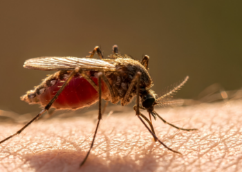Macaé reforça combate ao Aedes aegypti com mutirões, ovitrampas e fumacê em bairros da cidade