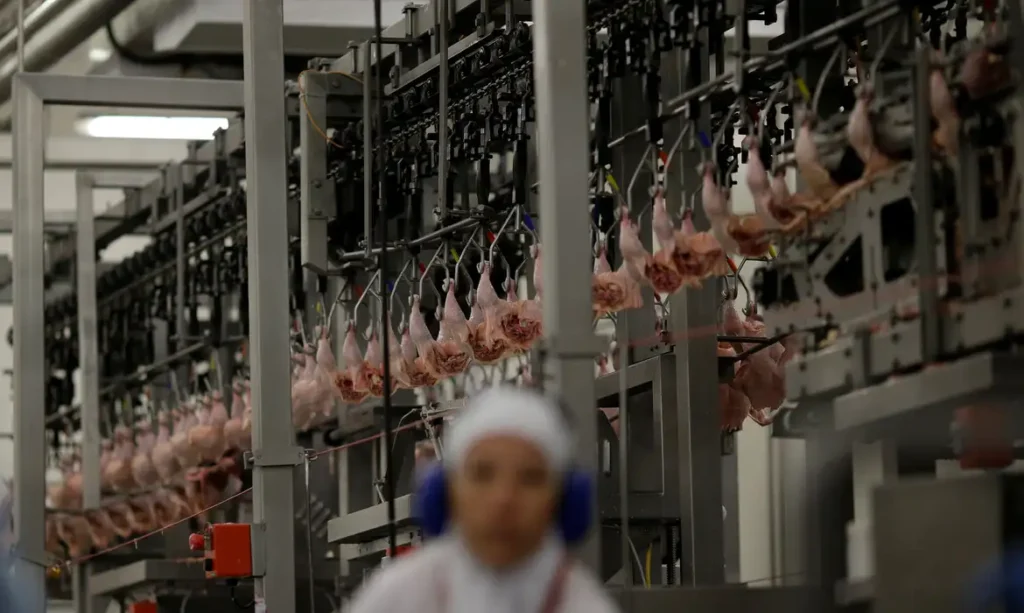 Pressão no setor: carne cara, rebanhos menores e apuração do DOJ sobre práticas competitivas de grandes processadoras