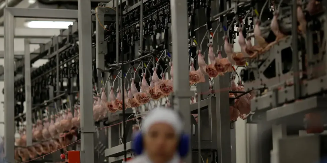 Pressão no setor: carne cara, rebanhos menores e apuração do DOJ sobre práticas competitivas de grandes processadoras