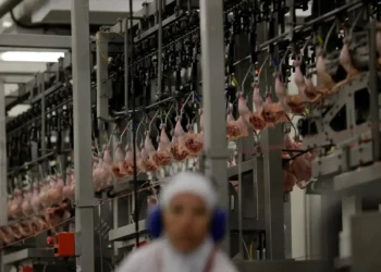 Pressão no setor: carne cara, rebanhos menores e apuração do DOJ sobre práticas competitivas de grandes processadoras