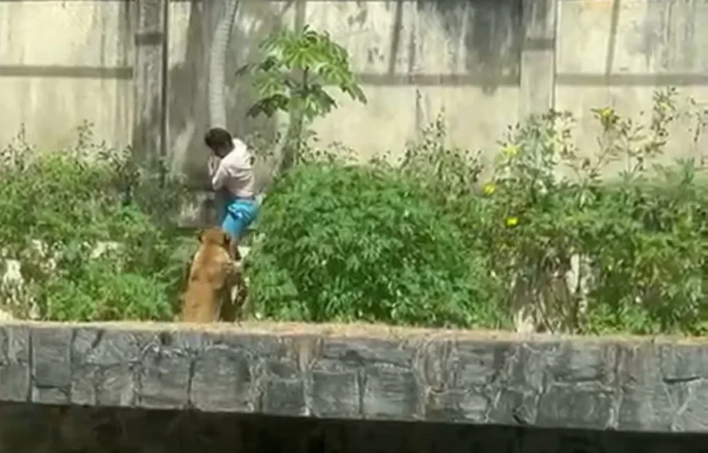 Prefeitura investiga morte em área restrita de felinos na PB.