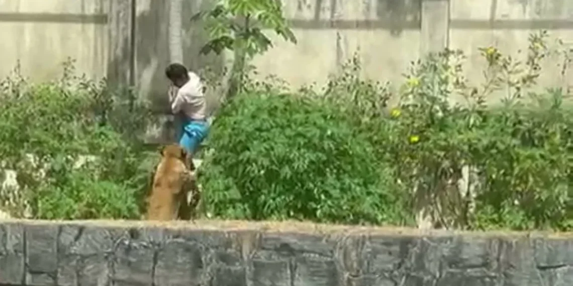 Prefeitura investiga morte em área restrita de felinos na PB.