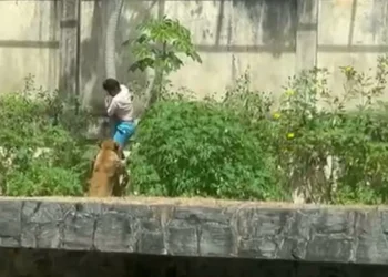 Prefeitura investiga morte em área restrita de felinos na PB.