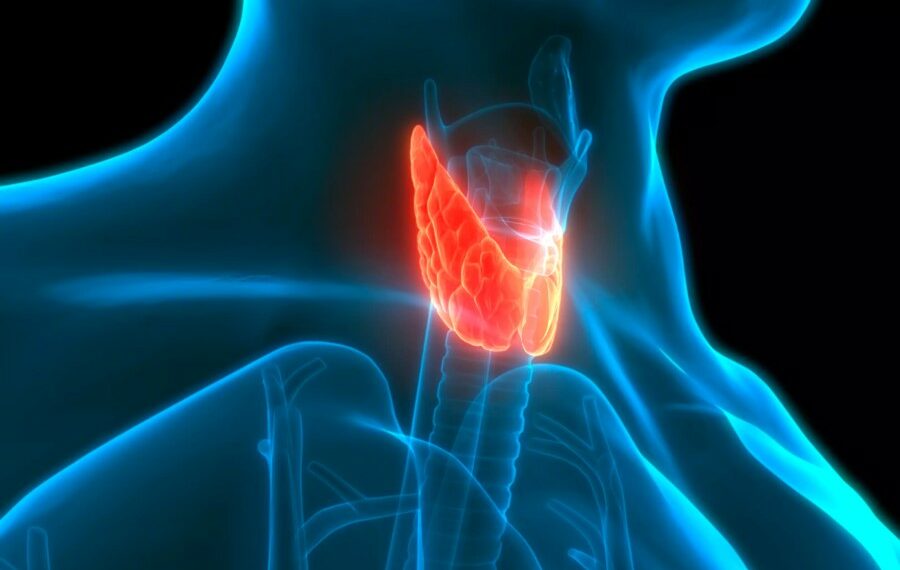 Estudo aponta que bloquear receptor da tireoide TRβ impede avanço do câncer de próstata.