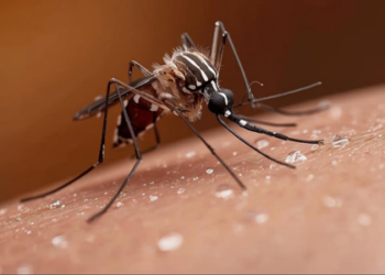 Vacina de dose única contra dengue marca novo capítulo da saúde pública no Brasil