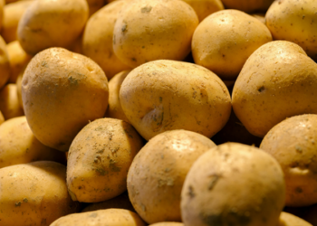 Saiba como consumir batatas de forma segura, evitando riscos da solanina, armazenamento incorreto e germinação, mantendo sabor e nutrientes intactos.