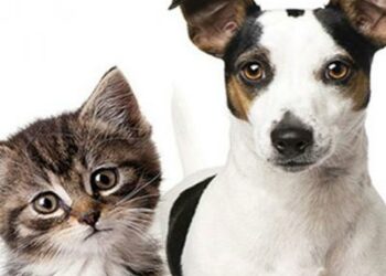 Evento do Programa de Saúde Animal acontece neste sábado no Centro, incentivando a adoção consciente de cães e gatos e o cuidado com os pets.