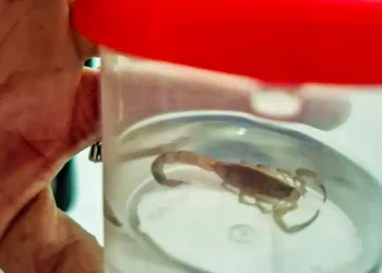 Aumento de acidentes com escorpiões eleva taxa de letalidade no Brasil. Veja orientações de especialistas.