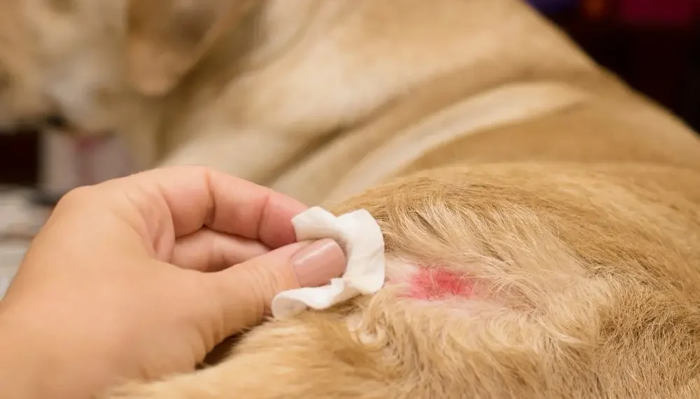 Estado do Rio terá campanha educativa sobre saúde alimentar de animais domésticos.