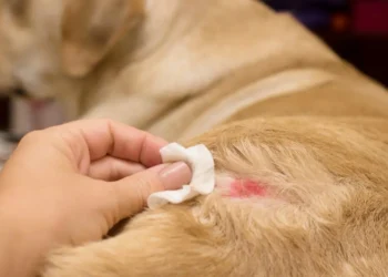 Estado do Rio terá campanha educativa sobre saúde alimentar de animais domésticos.
