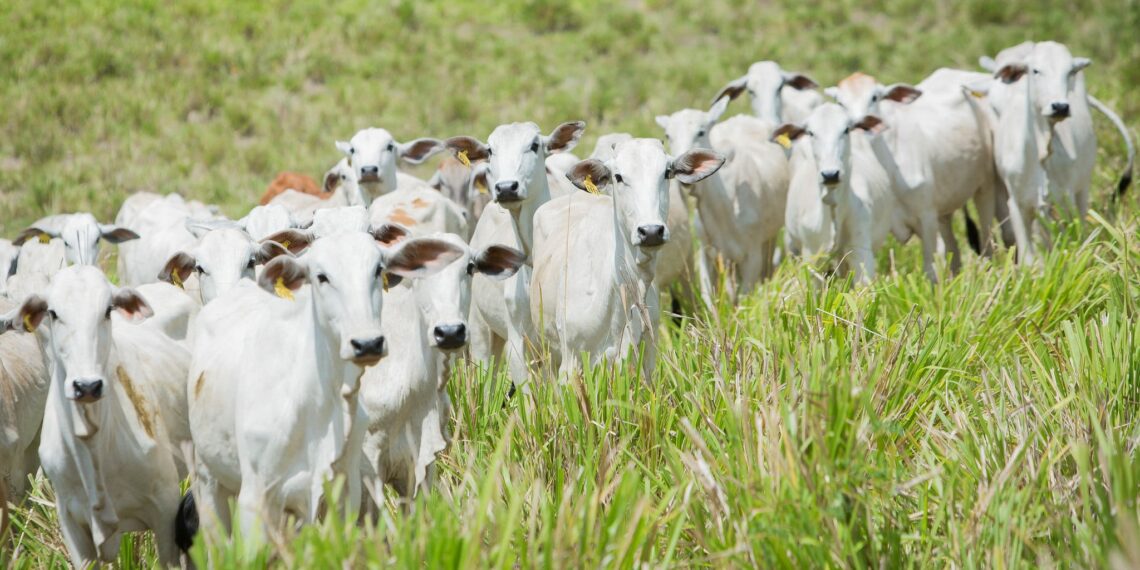 Programa Macaé Reproduza+ promete impulsionar a pecuária local com inseminação artificial e apoio técnico integral.
