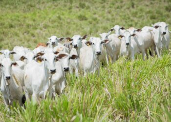 Programa Macaé Reproduza+ promete impulsionar a pecuária local com inseminação artificial e apoio técnico integral.
