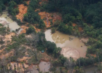 Floresta Viva prorroga edital para projetos em terras indígenas