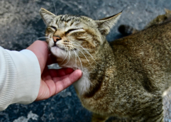 Estudo publicado na PLOS One revela que a perda de um animal de estimação pode gerar dor emocional profunda, comparável à morte de um familiar próximo.